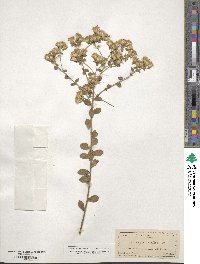 Sericocarpus tortifolius image