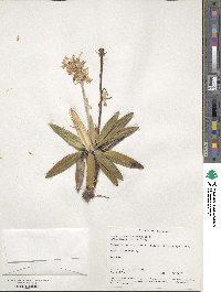 Celmisia spectabilis image