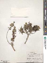 Chiliotrichum diffusum image