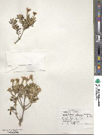 Chiliotrichum diffusum image