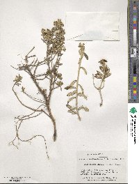 Chiliotrichum diffusum image