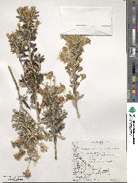 Chiliotrichum diffusum image