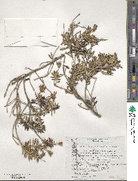 Chiliotrichum diffusum image