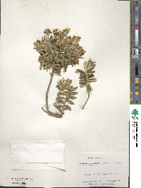 Chiliotrichum diffusum image