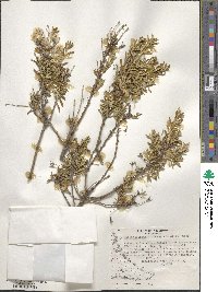 Chiliotrichum diffusum image