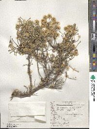 Chiliotrichum diffusum image