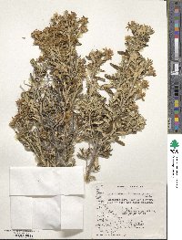 Chiliotrichum diffusum image