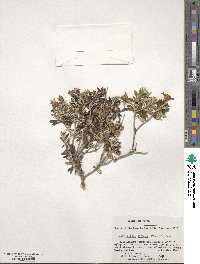 Chiliotrichum diffusum image