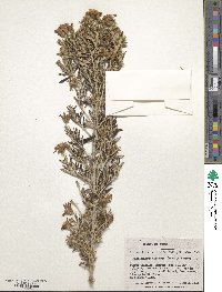 Chiliotrichum diffusum image