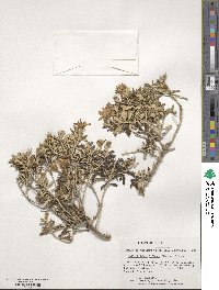 Chiliotrichum diffusum image