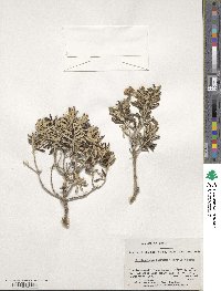 Chiliotrichum diffusum image