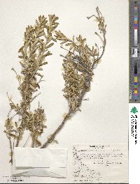 Chiliotrichum diffusum image