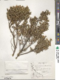 Chiliotrichum diffusum image