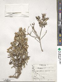 Chiliotrichum diffusum image