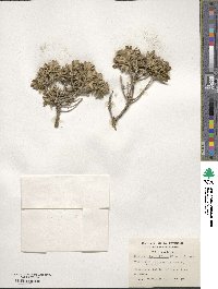 Chiliotrichum diffusum image