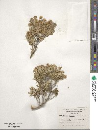 Chiliotrichum diffusum image