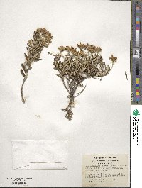 Chiliotrichum diffusum image