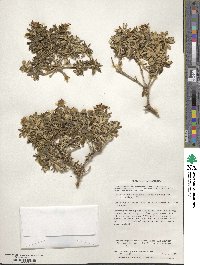 Chiliotrichum diffusum image