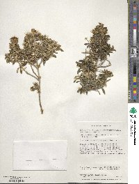 Chiliotrichum diffusum image