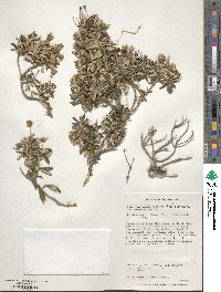 Chiliotrichum diffusum image