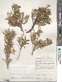 Chiliotrichum diffusum image