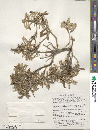 Chiliotrichum diffusum image