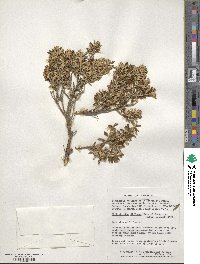 Chiliotrichum diffusum image