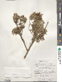 Chiliotrichum diffusum image