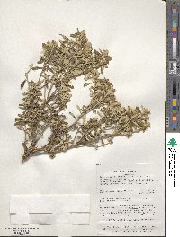 Chiliotrichum diffusum image