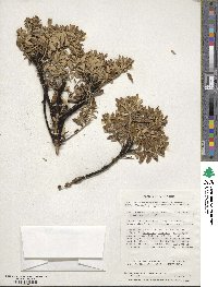 Chiliotrichum diffusum image