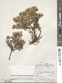 Chiliotrichum diffusum image