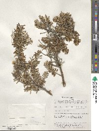 Chiliotrichum diffusum image