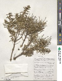 Chiliotrichum diffusum image