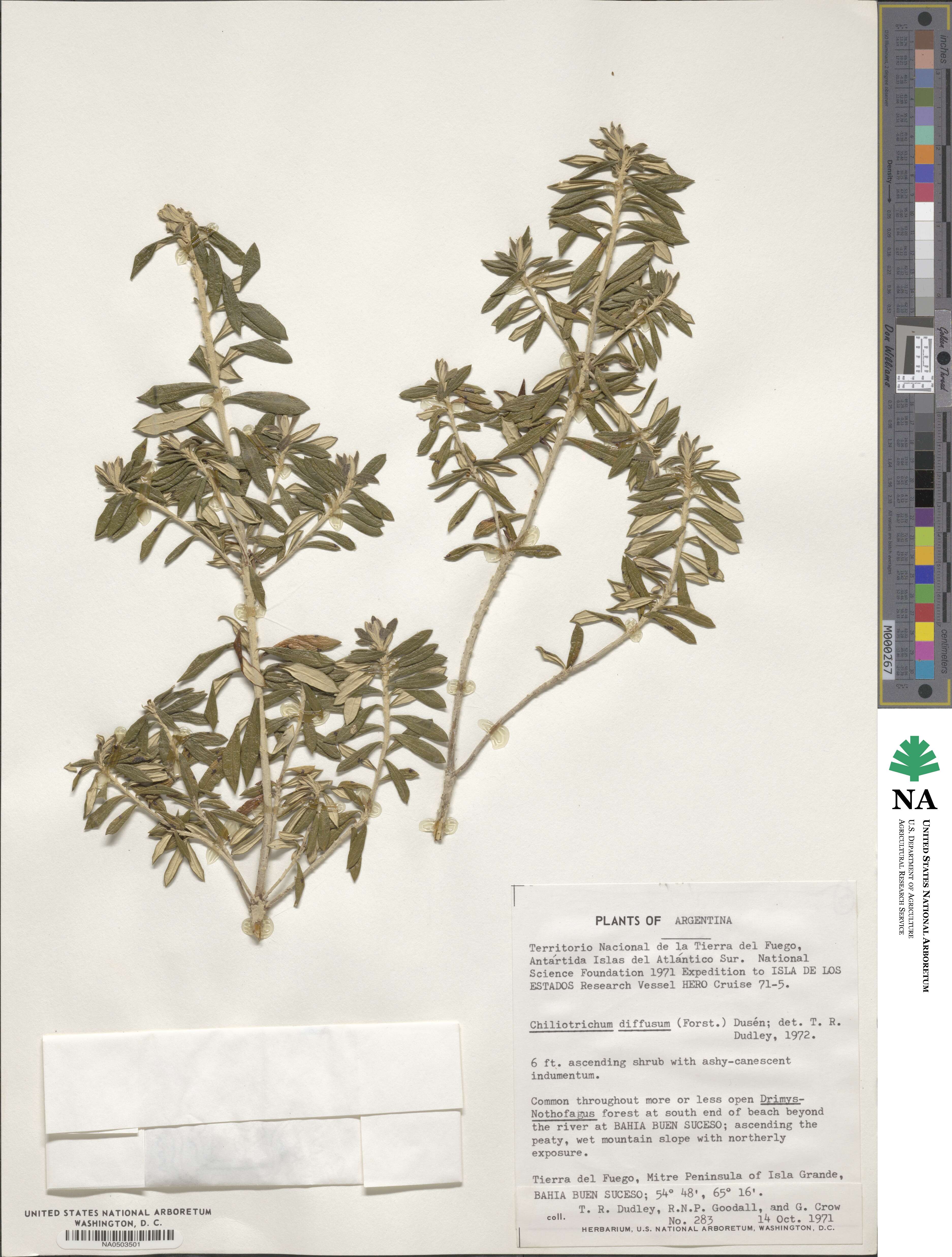 Chiliotrichum diffusum image