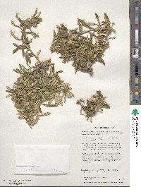 Chiliotrichum diffusum image