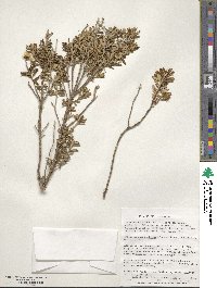 Chiliotrichum diffusum image