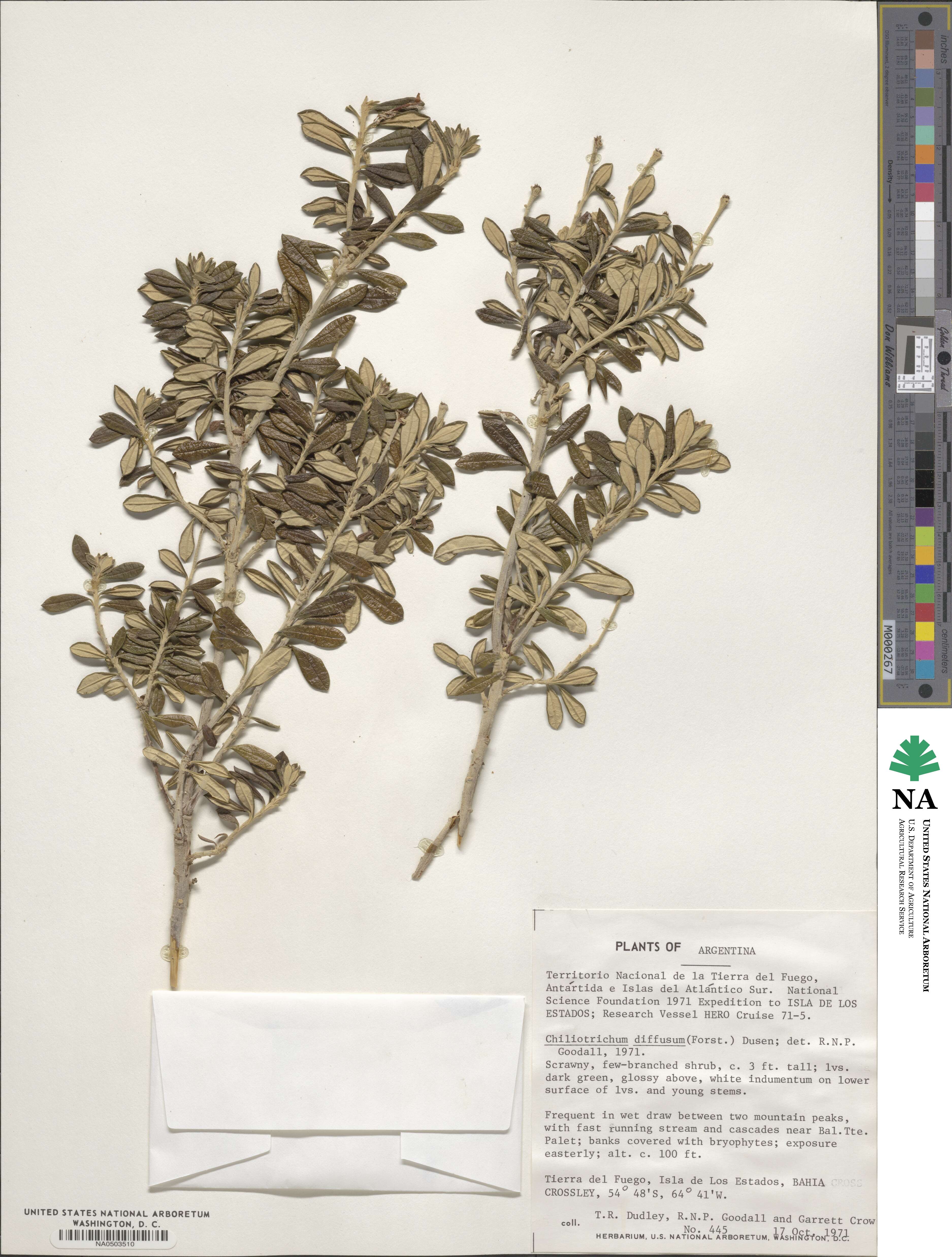Chiliotrichum diffusum image