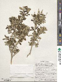 Chiliotrichum diffusum image