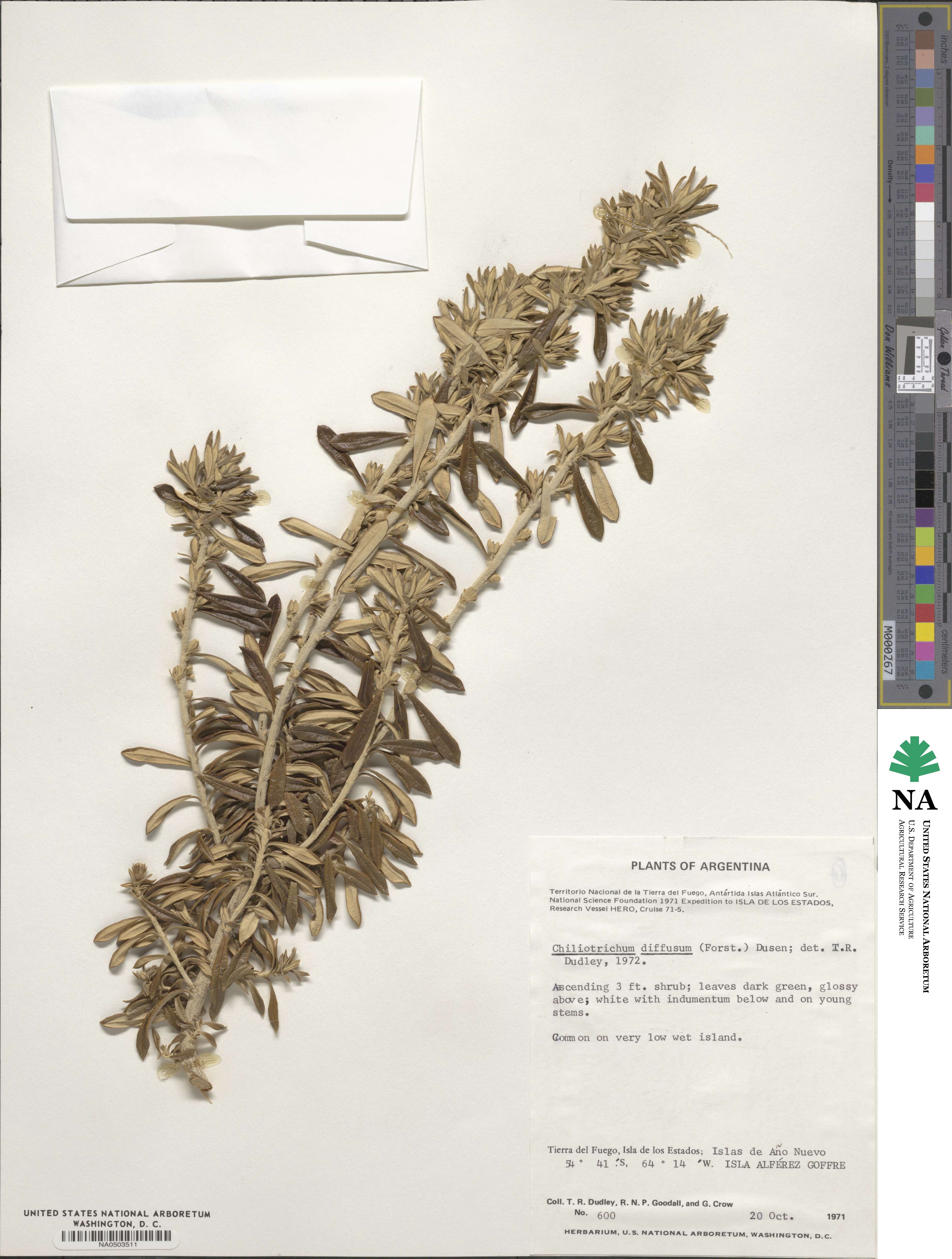 Chiliotrichum diffusum image