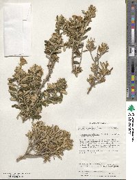 Chiliotrichum diffusum image