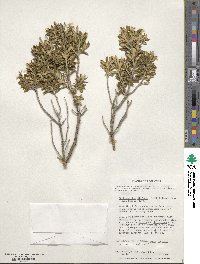 Chiliotrichum diffusum image