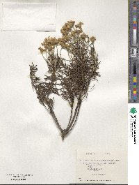 Chiliotrichum diffusum image