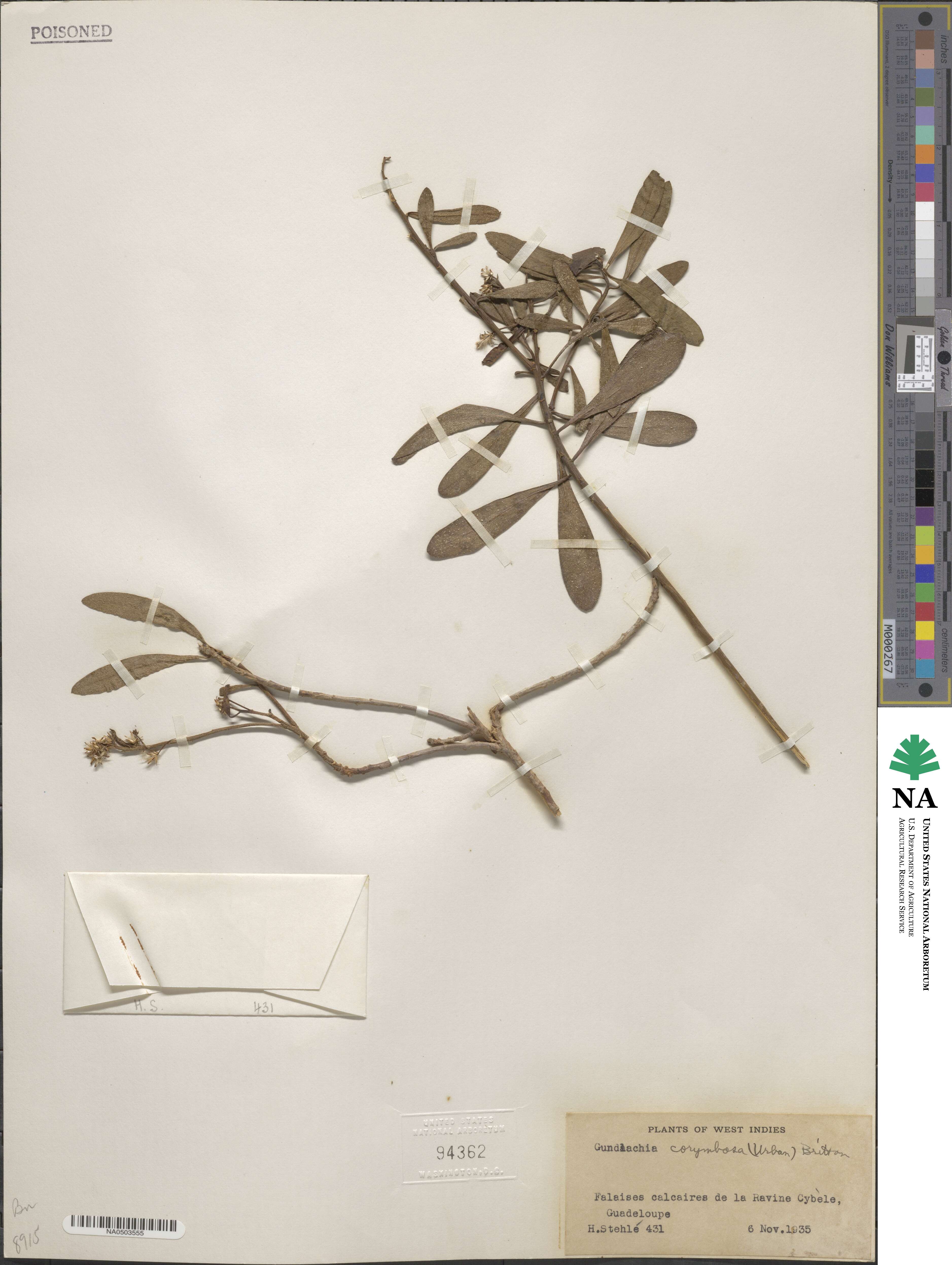 Gundlachia corymbosa image