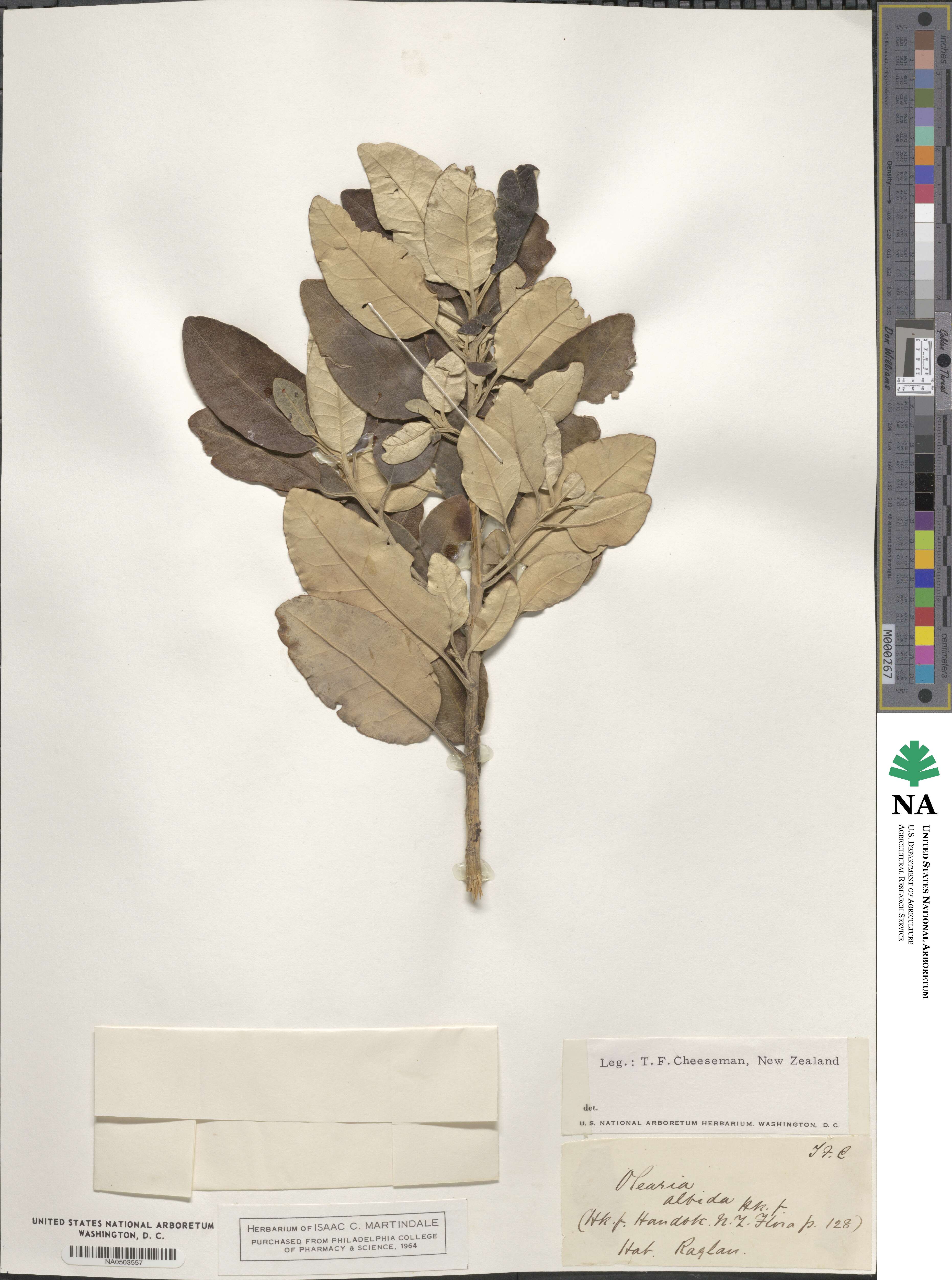 Olearia albida image