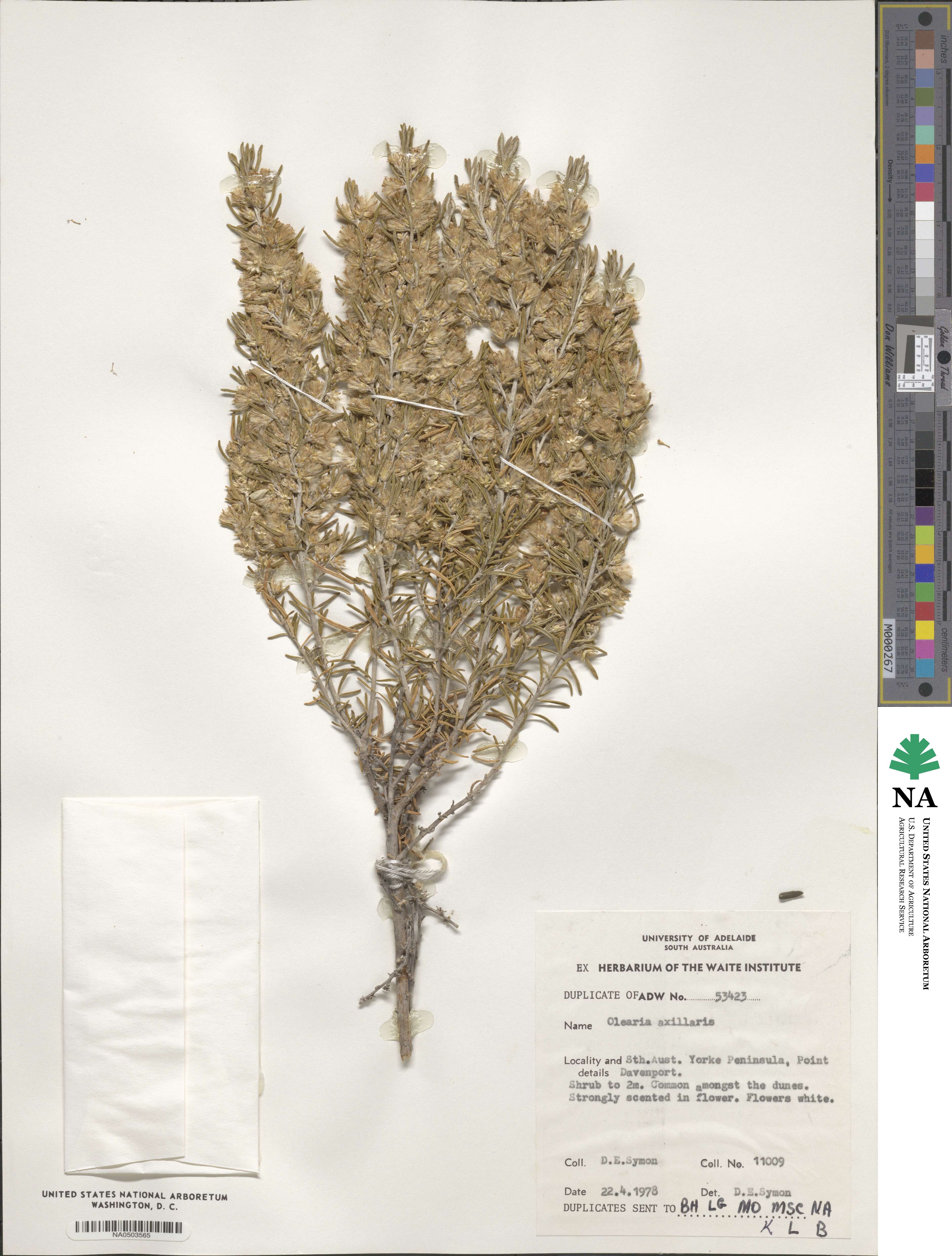 Olearia axillaris image