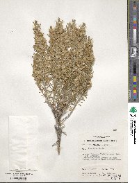 Olearia axillaris image