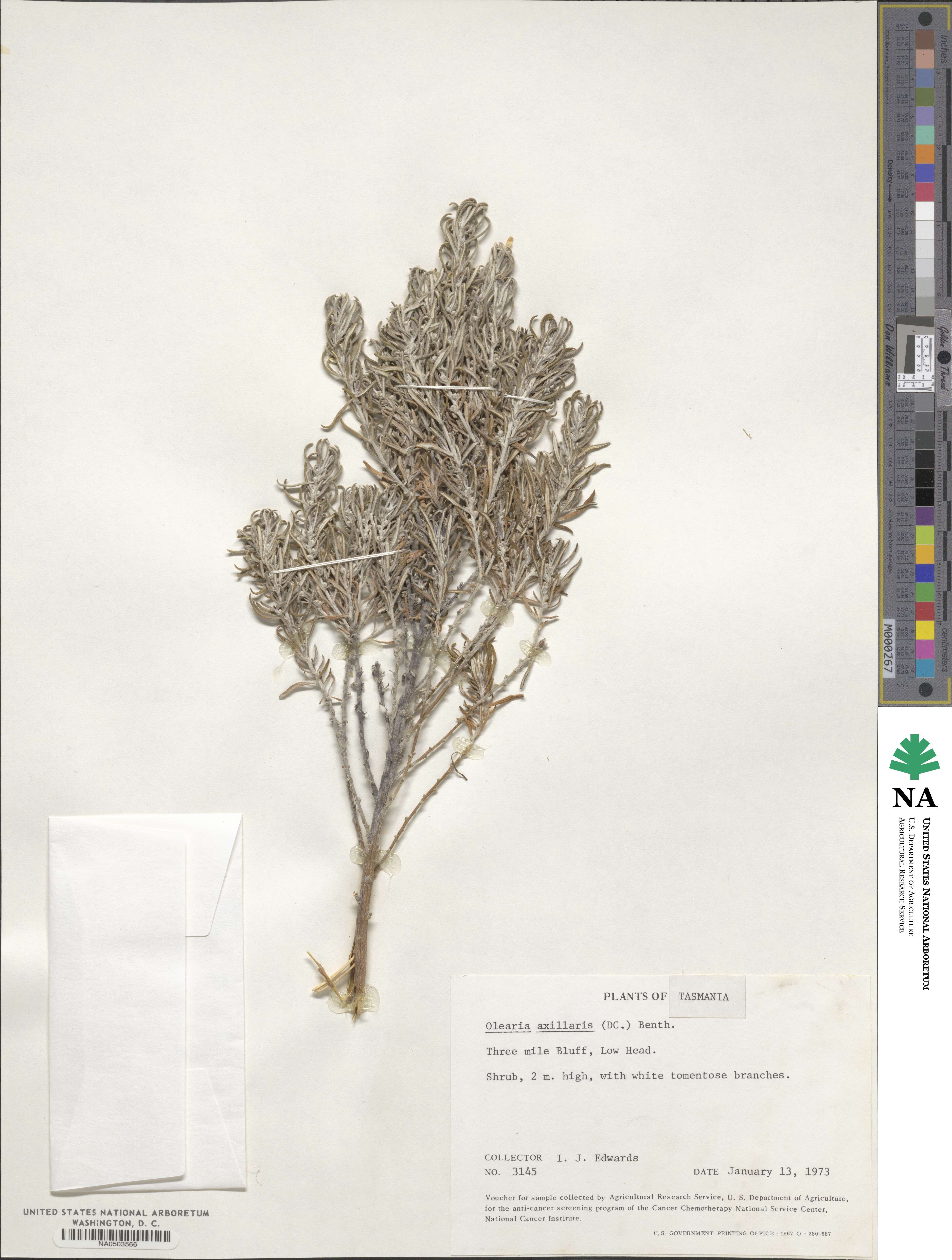 Olearia axillaris image