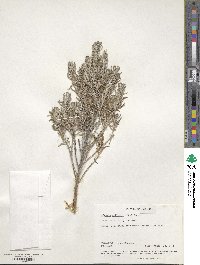 Olearia axillaris image