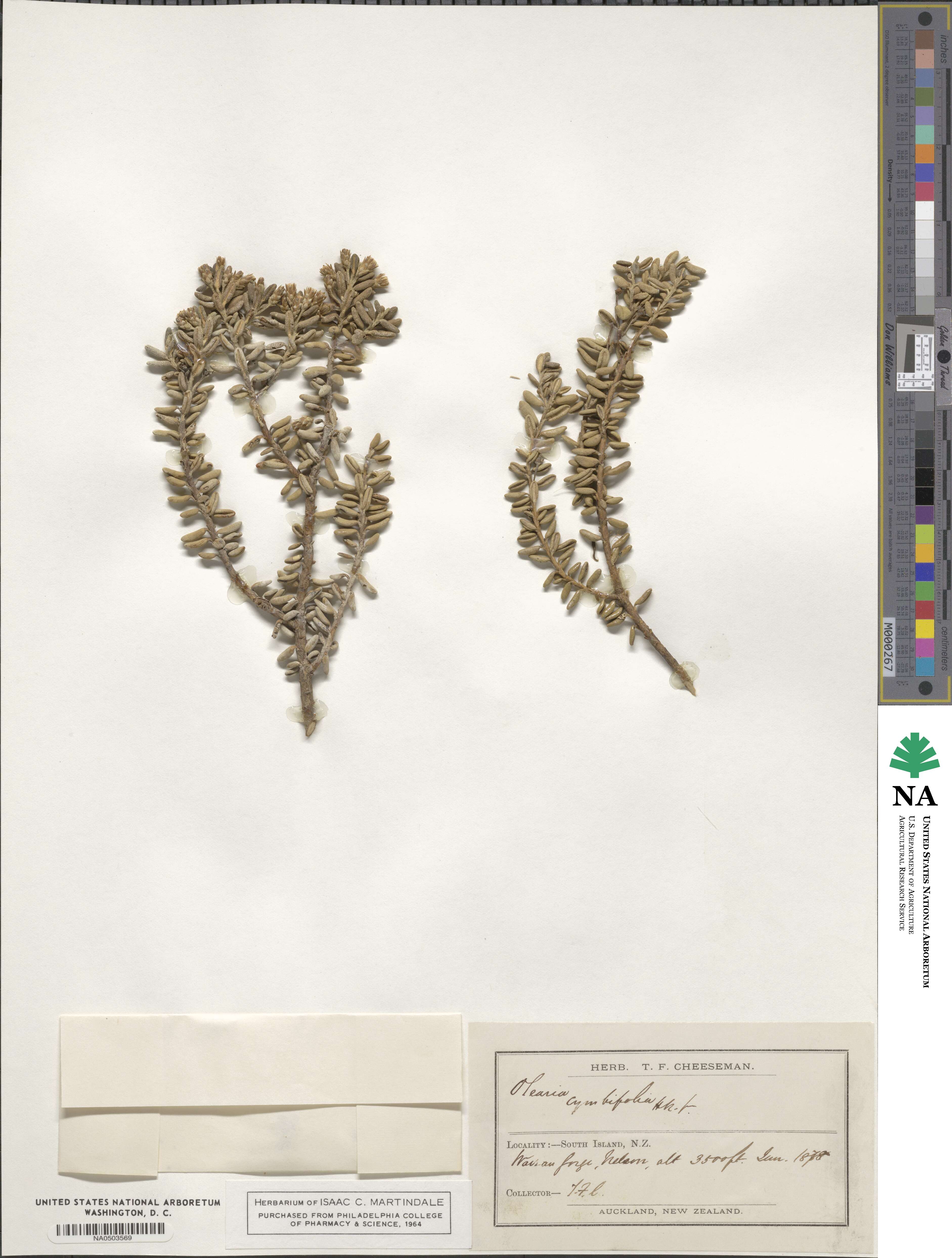 Olearia cymbifolia image