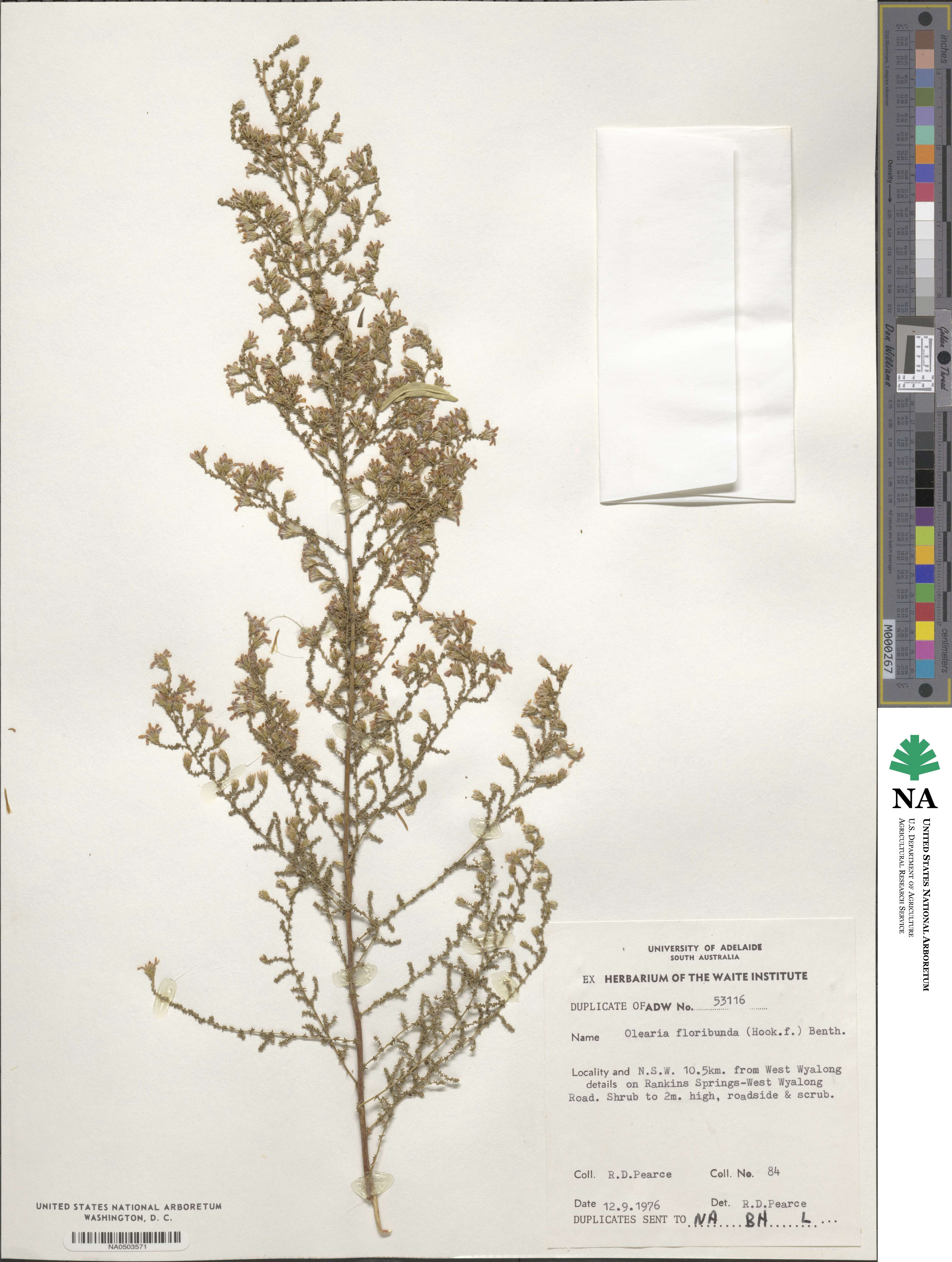 Olearia floribunda image